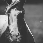 Féline Mon Cheval  Paint-horse Femelle - Garde d'animaux à domicile