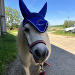 Phragance Mon Poney  Shetland Femelle - Garde d'animaux à domicile