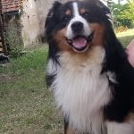 Jingle Mon Chien  Berger Australien Femelle - Garde d'animaux à domicile