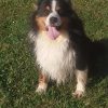 Images de profil de Mayllice - Blooming Pets - Petsitting et garde d'animaux à domicile