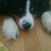 Images de profil de Mayllice - Blooming Pets - Petsitting et garde d'animaux à domicile