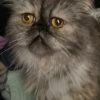 Images de profil de Mehdi - Blooming Pets - Petsitting et garde d'animaux à domicile
