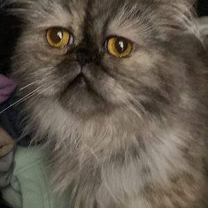 Images de profil de Mehdi - Blooming Pets - Petsitting et garde d'animaux à domicile