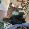 Images de profil de Melanie - Blooming Pets - Petsitting et garde d'animaux à domicile