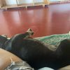 Images de profil de Melanie - Blooming Pets - Petsitting et garde d'animaux à domicile