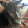 Images de profil de Melanie - Blooming Pets - Petsitting et garde d'animaux à domicile