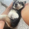 Images de profil de Melanie - Blooming Pets - Petsitting et garde d'animaux à domicile