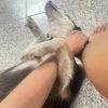 Images de profil de Melanie - Blooming Pets - Petsitting et garde d'animaux à domicile