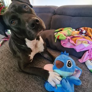 Images de profil de Melanie - Blooming Pets - Petsitting et garde d'animaux à domicile