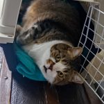 Zephyr Mon Chat  Européen Mâle - Garde d'animaux à domicile