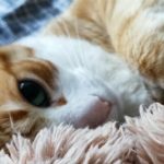 Pumpkin Mon Chat  Européen Mâle - Garde d'animaux à domicile