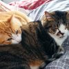 Images de profil de Mélanie - Blooming Pets - Petsitting et garde d'animaux à domicile