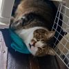 Images de profil de Mélanie - Blooming Pets - Petsitting et garde d'animaux à domicile