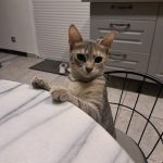 Saph Mon Chat  Serengeti Femelle - Garde d'animaux à domicile