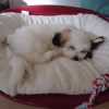 Images de profil de Mélanie - Blooming Pets - Petsitting et garde d'animaux à domicile