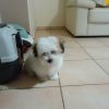 Images de profil de Mélanie - Blooming Pets - Petsitting et garde d'animaux à domicile
