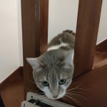 Éclipse Mon Chat  Européen Femelle - Garde d'animaux à domicile