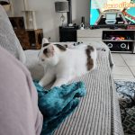 Lucky Mon Chat  Européen Mâle stérilisé - Garde d'animaux à domicile