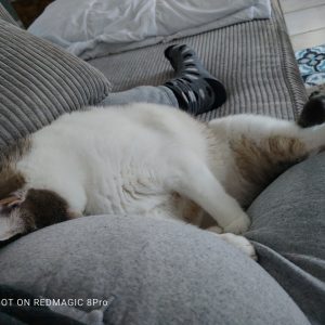 Images de profil de Mélissa - Blooming Pets - Petsitting et garde d'animaux à domicile