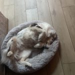 Nyssa Mon Chien  Berger Australien Femelle - Garde d'animaux à domicile
