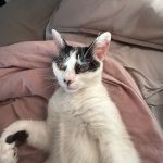 Miaouss Mon Chat  Européen Femelle - Garde d'animaux à domicile