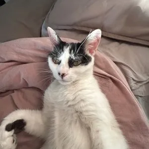 Miaouss