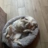 Images de profil de Melissa - Blooming Pets - Petsitting et garde d'animaux à domicile