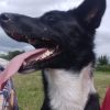 Images de profil de Melissa - Blooming Pets - Petsitting et garde d'animaux à domicile