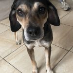 Naya Mon Chien  Croisé Femelle - Garde d'animaux à domicile