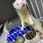 Zeï Mon Furet  Furet Albinos Femelle - Garde d'animaux à domicile