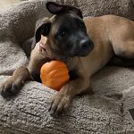 Sakura Mon Chien  Croisé Femelle - Garde d'animaux à domicile