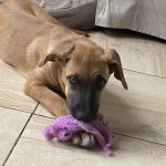 Athena Mon Chien  Croisé Femelle - Garde d'animaux à domicile