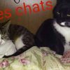 Images de profil de Melissa - Blooming Pets - Petsitting et garde d'animaux à domicile