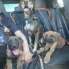 Images de profil de Melissa - Blooming Pets - Petsitting et garde d'animaux à domicile