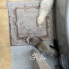Images de profil de Melissa - Blooming Pets - Petsitting et garde d'animaux à domicile