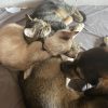 Images de profil de Melissa - Blooming Pets - Petsitting et garde d'animaux à domicile