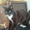 Images de profil de Melissa - Blooming Pets - Petsitting et garde d'animaux à domicile