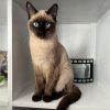 Images de profil de melissa - Blooming Pets - Petsitting et garde d'animaux à domicile