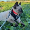 Images de profil de melissa - Blooming Pets - Petsitting et garde d'animaux à domicile