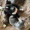 Images de profil de melissa - Blooming Pets - Petsitting et garde d'animaux à domicile
