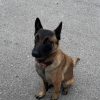 Images de profil de melissa - Blooming Pets - Petsitting et garde d'animaux à domicile