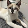 Images de profil de melissa - Blooming Pets - Petsitting et garde d'animaux à domicile
