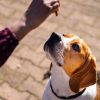 Images de profil de Melissa - Blooming Pets - Petsitting et garde d'animaux à domicile