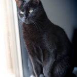 Ruby Mon Chat  Chat de gouttière (Commun) Femelle - Garde d'animaux à domicile