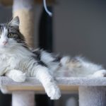 Sweety Mon Chat  Chat de gouttière (Commun) Mâle - Garde d'animaux à domicile