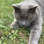 Léo Mon Chat  Chartreux Mâle stérilisé - Garde d'animaux à domicile