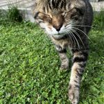 Minet Mon Chat  Européen Mâle stérilisé - Garde d'animaux à domicile