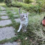 Keisha Mon Chat  Européen Femelle stérilisée - Garde d'animaux à domicile