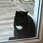 Cookie Mon Chat  Européen Femelle - Garde d'animaux à domicile