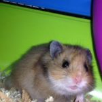 Gomez Mon Hamster  Chinois Mâle - Garde d'animaux à domicile